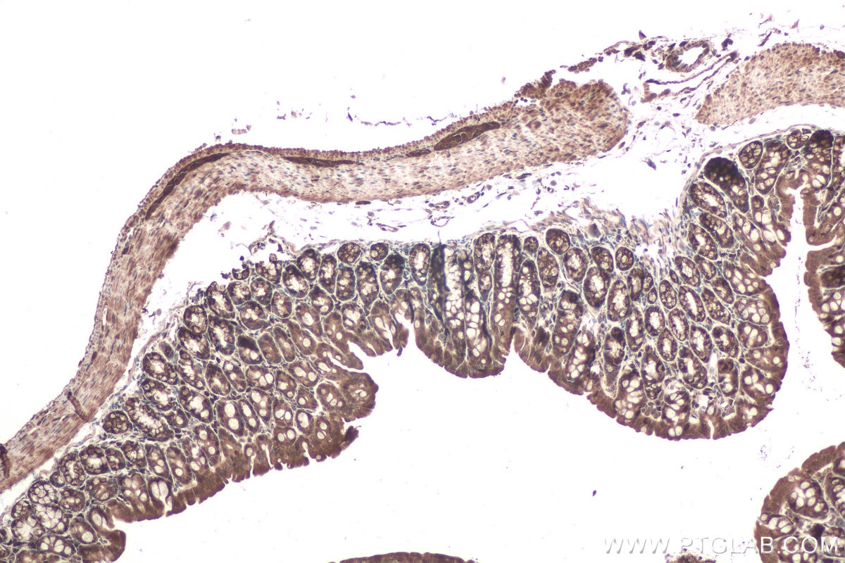 Immunohistochemical analysis of paraffin-embedded mouse colon tissue slide using KHC0949 (UFM1 IHC Kit).