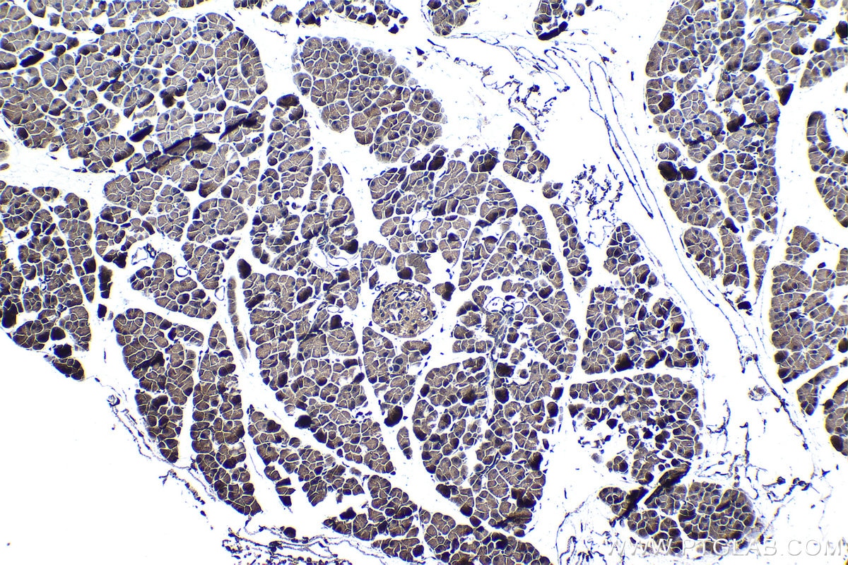 Immunohistochemical analysis of paraffin-embedded mouse pancreas tissue slide using KHC1237 (UPP1 IHC Kit).