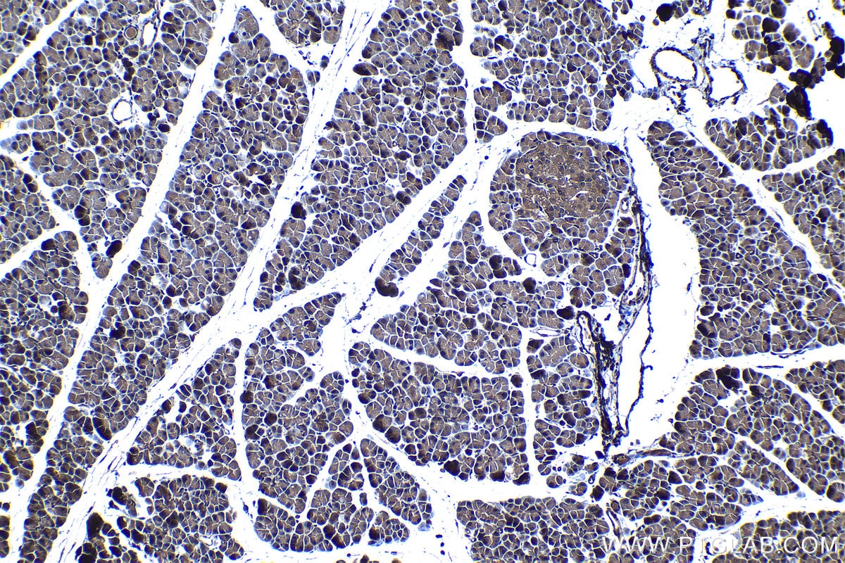 Immunohistochemical analysis of paraffin-embedded rat pancreas tissue slide using KHC1237 (UPP1 IHC Kit).