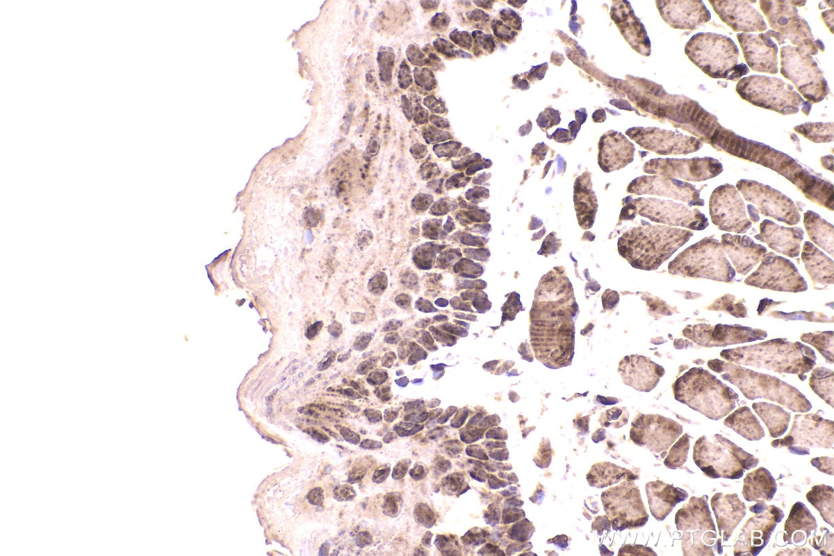 Immunohistochemical analysis of paraffin-embedded mouse tongue tissue slide using KHC2209 (UQCRC2 IHC Kit).