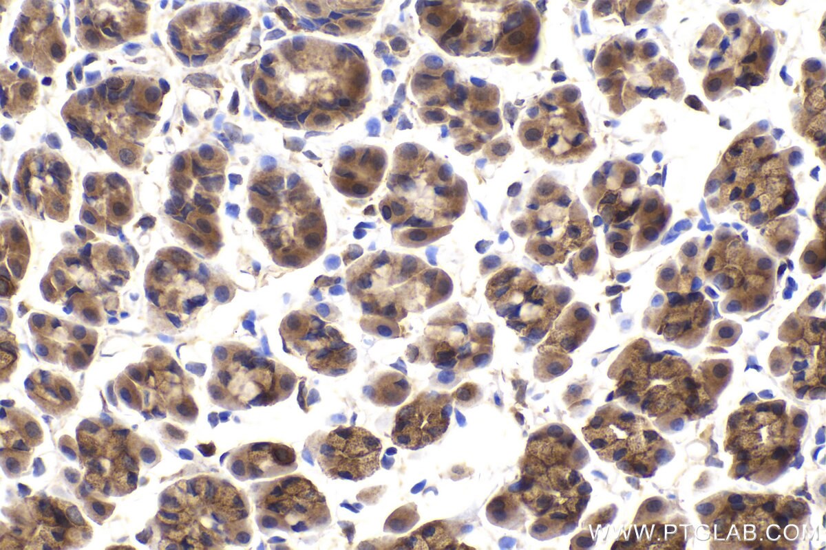 Immunohistochemical analysis of paraffin-embedded rat stomach tissue slide using KHC2165 (UQCRH IHC Kit).