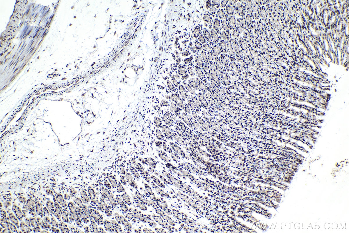 Immunohistochemical analysis of paraffin-embedded rat stomach tissue slide using KHC1557 (USF1 IHC Kit).