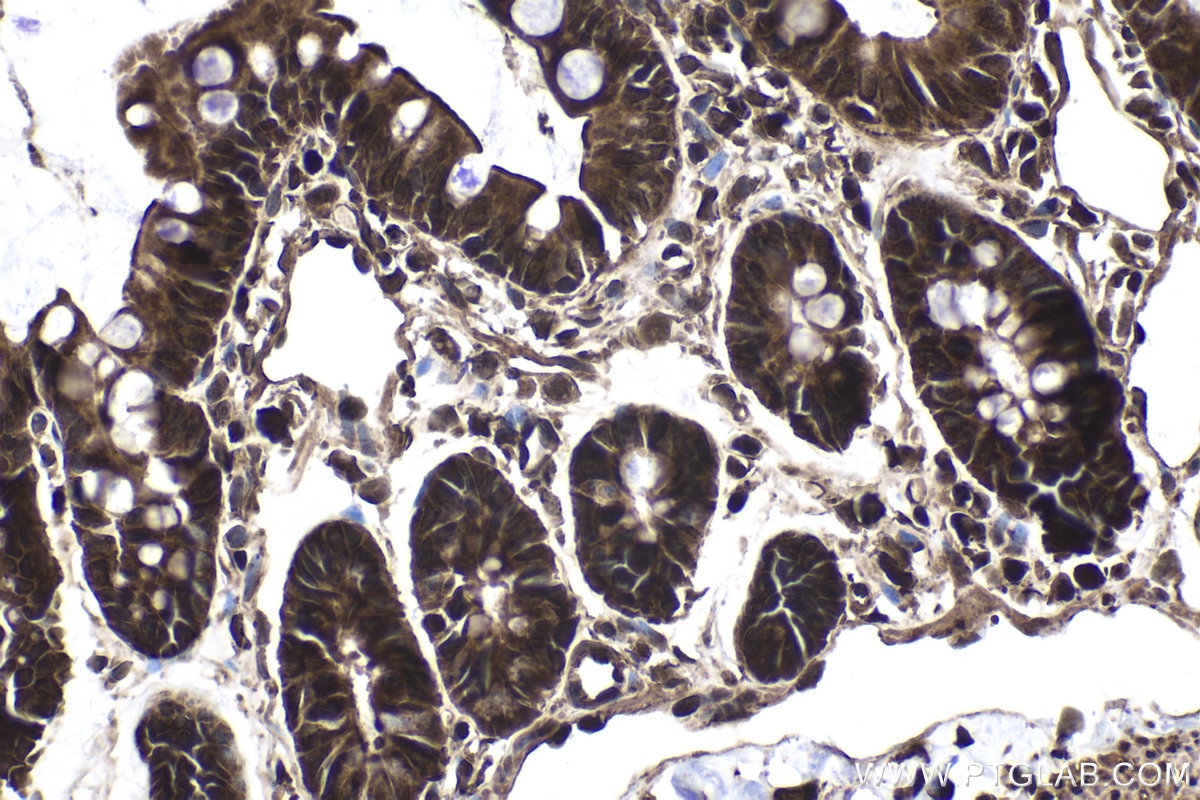 Immunohistochemical analysis of paraffin-embedded rat small intestine tissue slide using KHC1770 (USH1G IHC Kit).
