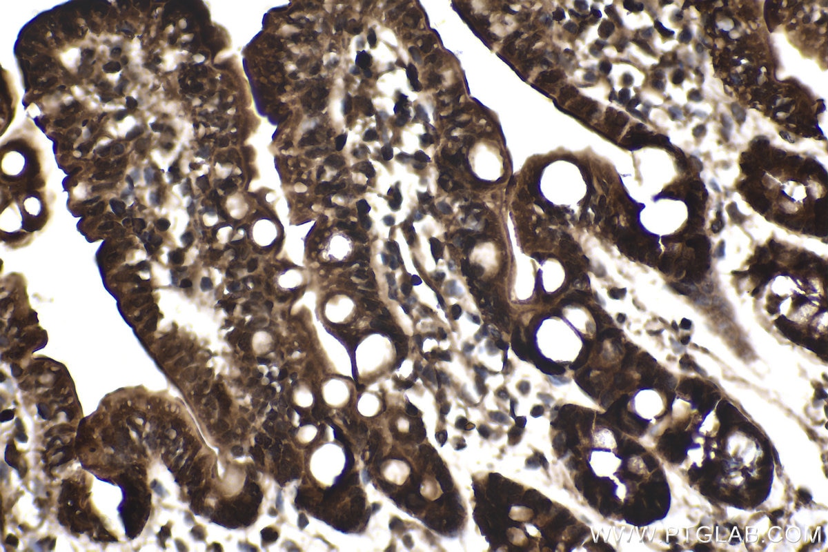 Immunohistochemical analysis of paraffin-embedded mouse small intestine tissue slide using KHC1770 (USH1G IHC Kit).