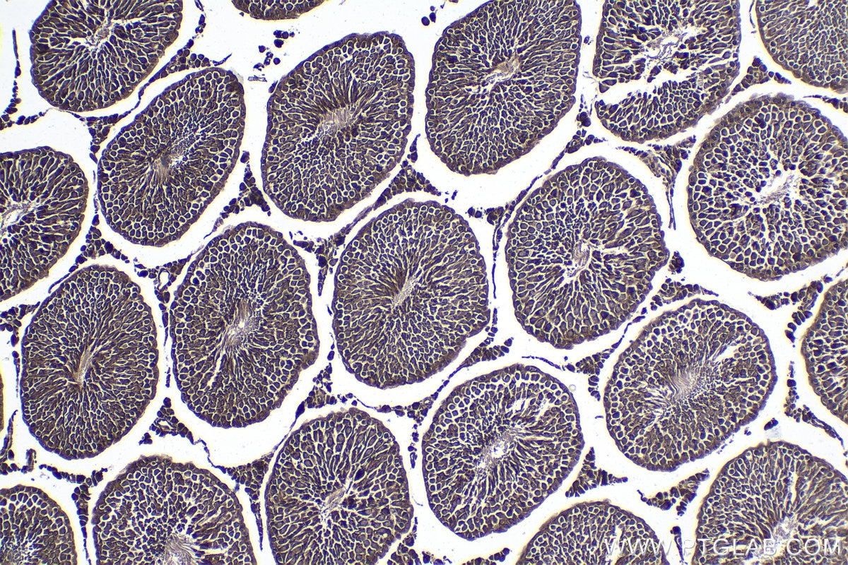 Immunohistochemical analysis of paraffin-embedded rat testis tissue slide using KHC1770 (USH1G IHC Kit).