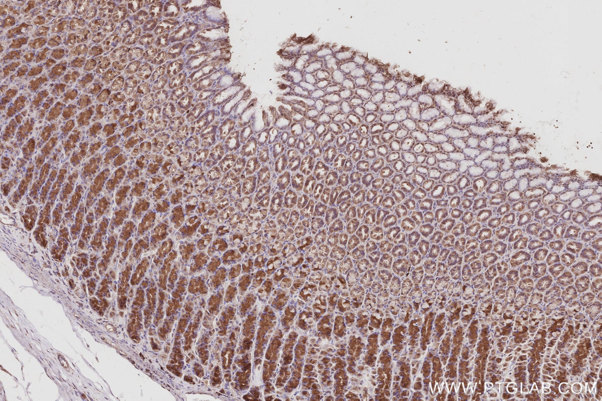 Immunohistochemical analysis of paraffin-embedded rat stomach tissue slide using KHC3055 (USP20 IHC Kit). Immunohistochemical analysis of paraffin-embedded rat stomach tissue slide using KHC3055 (USP20 IHC Kit).