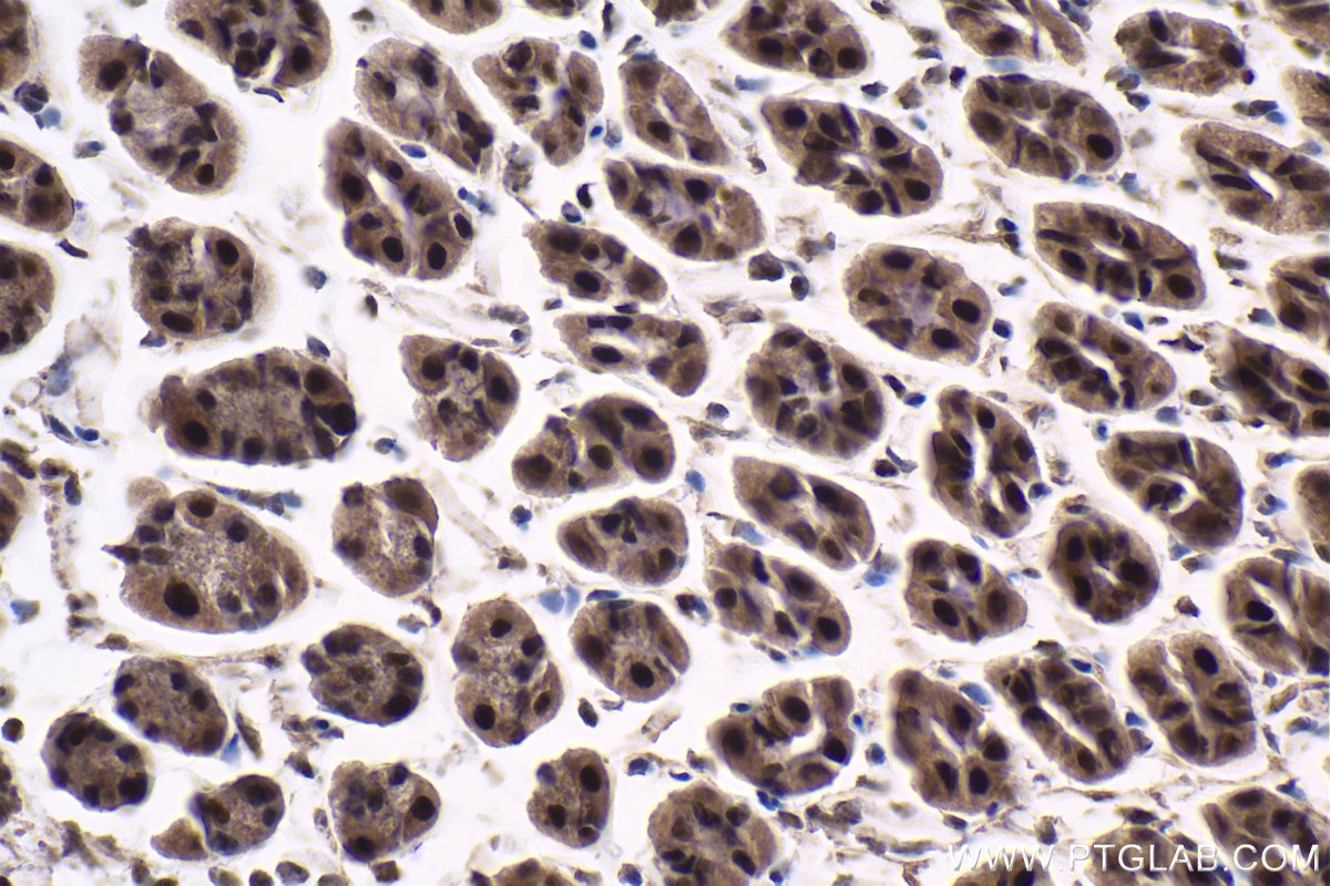 Immunohistochemical analysis of paraffin-embedded mouse stomach tissue slide using KHC1863 (USP7 IHC Kit).