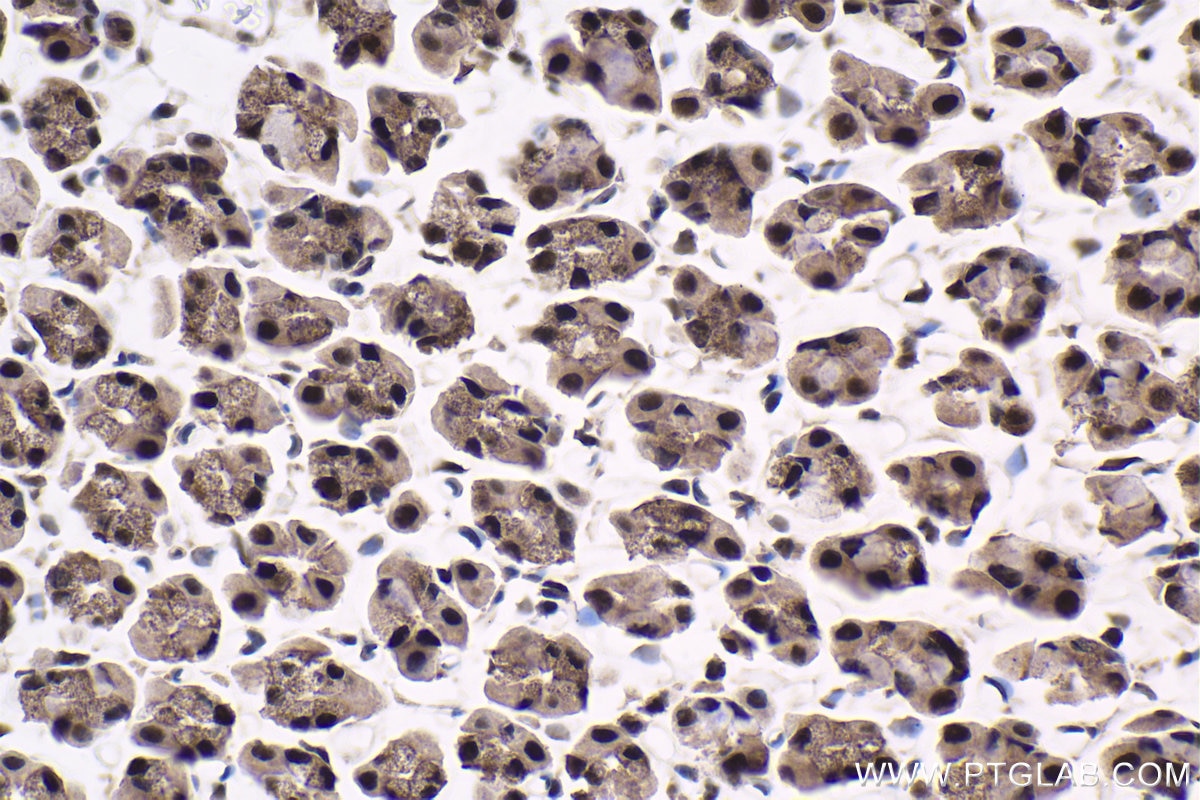 Immunohistochemical analysis of paraffin-embedded rat stomach tissue slide using KHC1863 (USP7 IHC Kit).