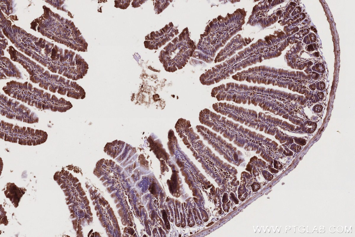 Immunohistochemical analysis of paraffin-embedded mouse small intestine tissue slide using KHC2770 (USP9X IHC Kit).
