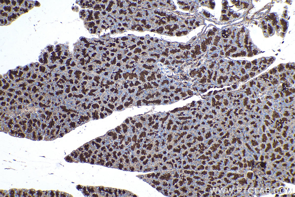 Immunohistochemical analysis of paraffin-embedded rat pancreas tissue slide using KHC0270 (VAT1 IHC Kit).