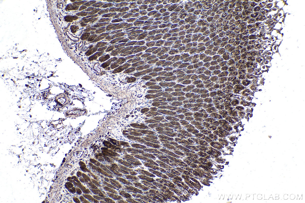 Immunohistochemical analysis of paraffin-embedded rat stomach tissue slide using KHC0944 (VBP1 IHC Kit).