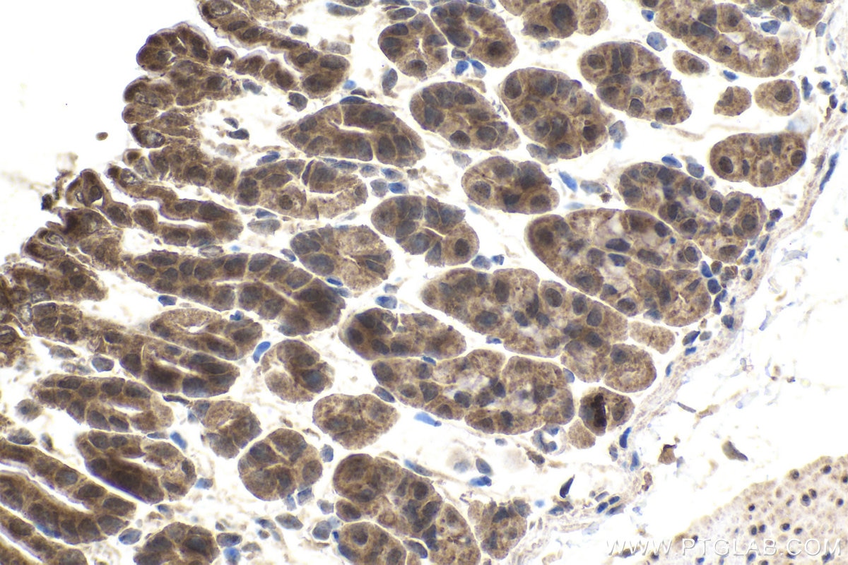 Immunohistochemical analysis of paraffin-embedded mouse stomach tissue slide using KHC1592 (VHL IHC Kit).