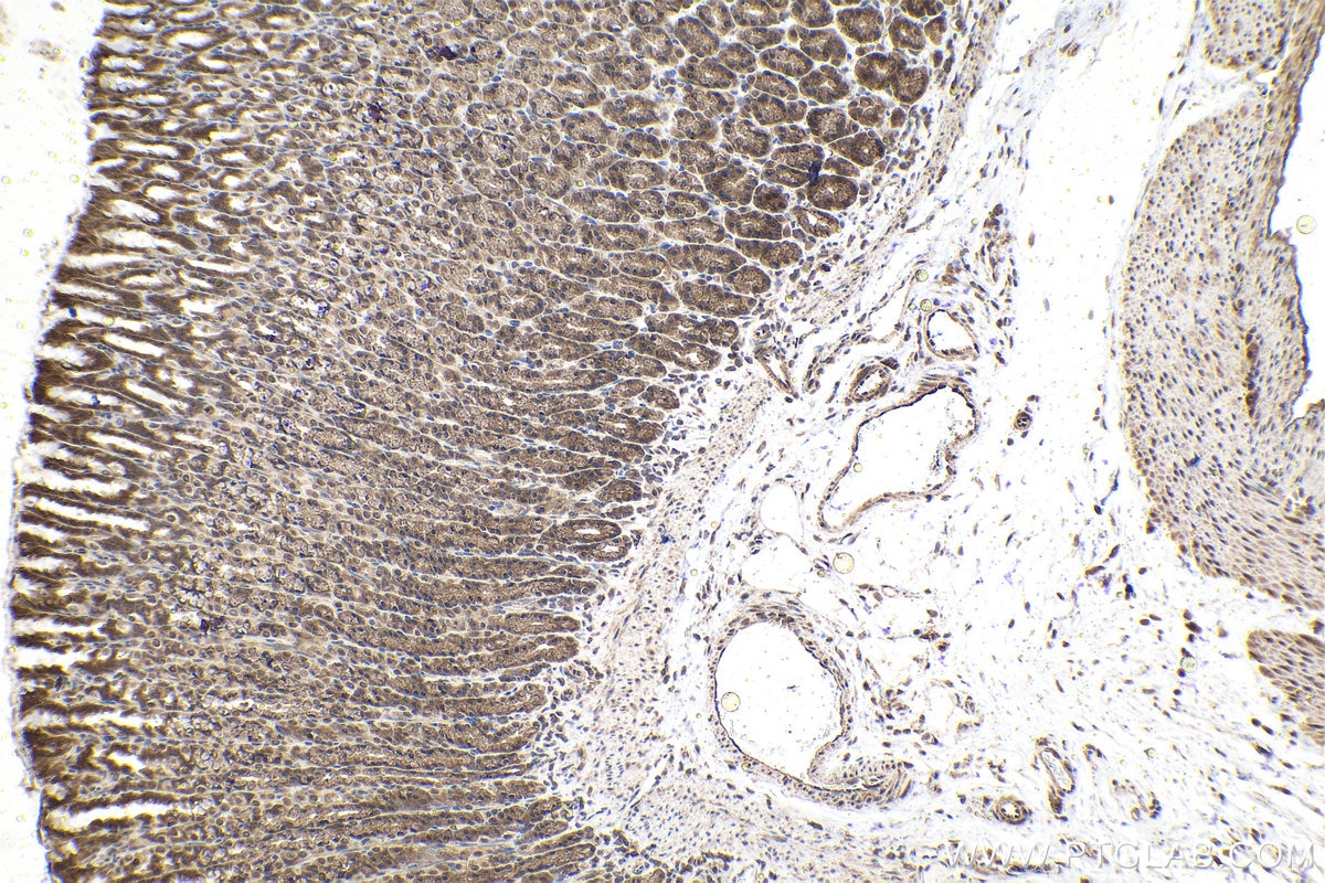 Immunohistochemical analysis of paraffin-embedded rat stomach tissue slide using KHC1592 (VHL IHC Kit).