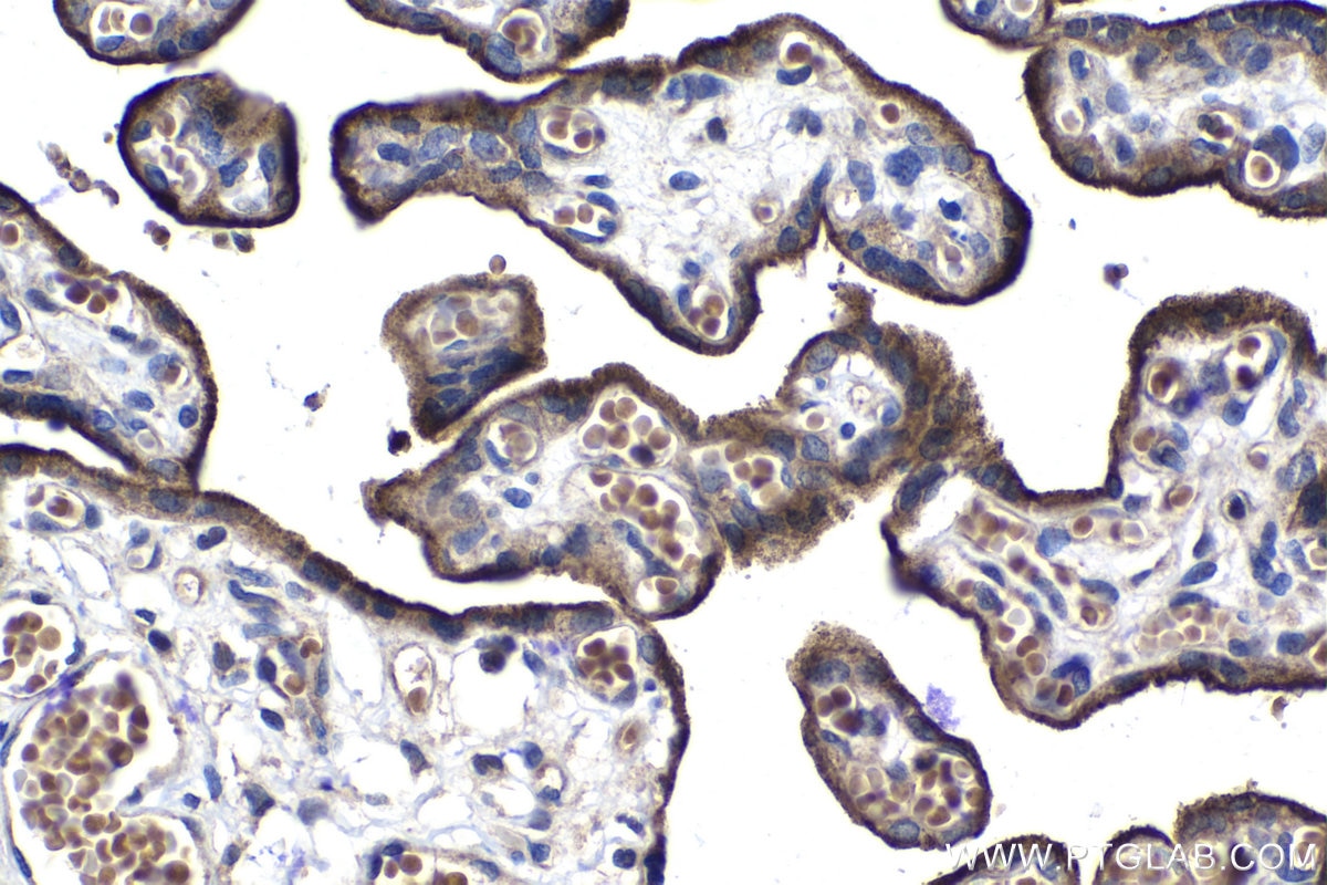 Immunohistochemical analysis of paraffin-embedded human placenta tissue slide using KHC1074 (VISTA IHC Kit).