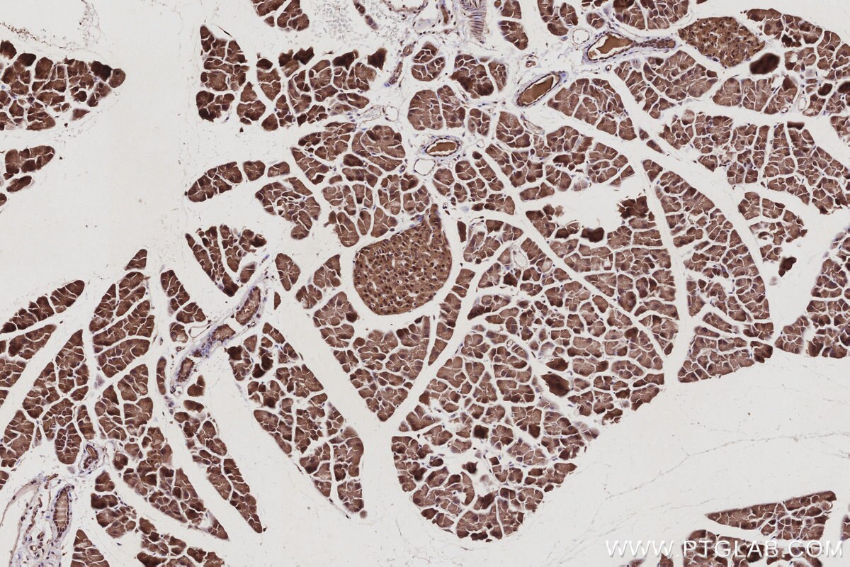 Immunohistochemical analysis of paraffin-embedded mouse pancreas tissue slide using KHC3041 (VPS4A IHC Kit).