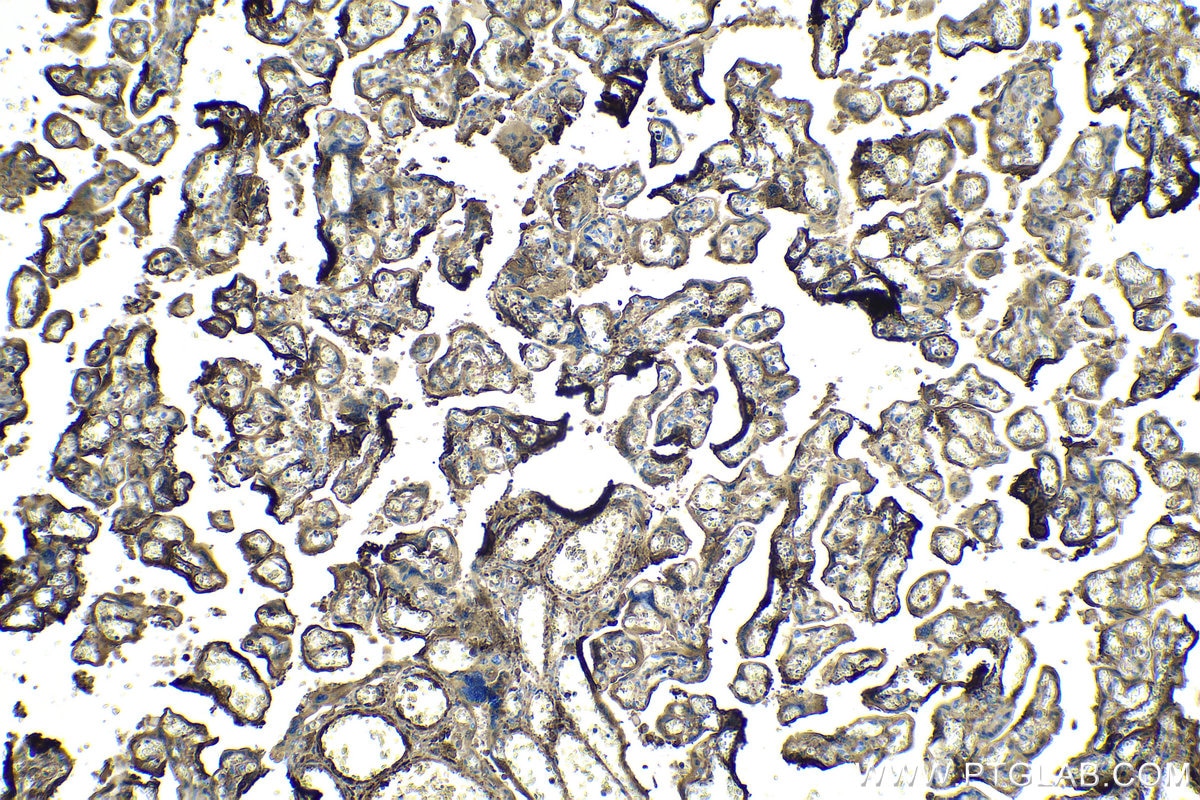 Immunohistochemical analysis of paraffin-embedded human placenta tissue slide using KHC0122 (VTN IHC Kit).
