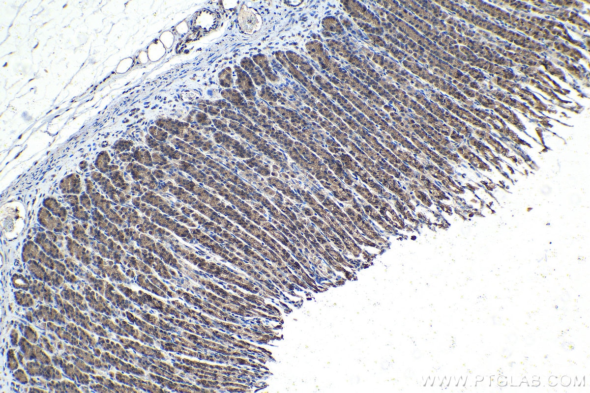 Immunohistochemical analysis of paraffin-embedded rat stomach tissue slide using KHC1422 (WASL IHC Kit).