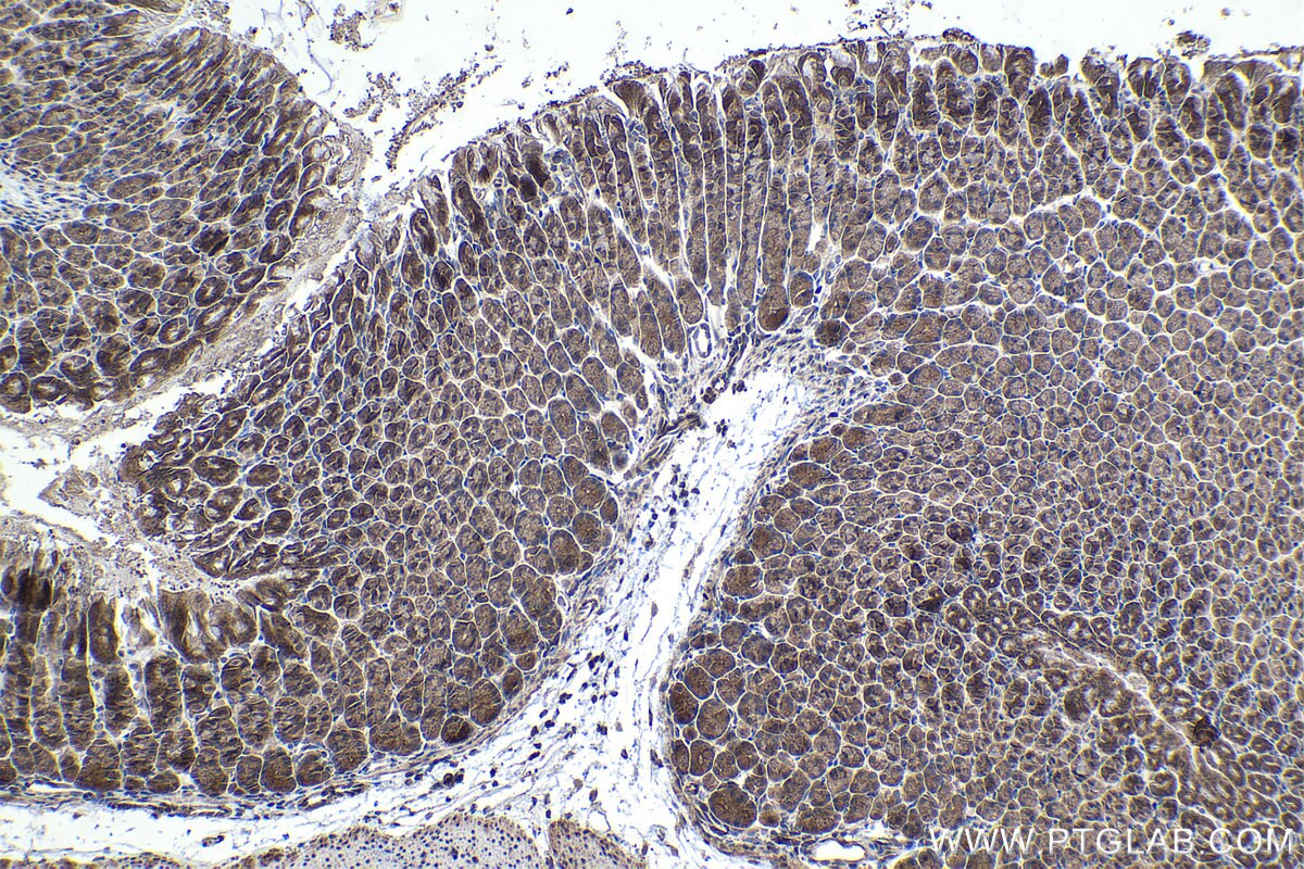 Immunohistochemical analysis of paraffin-embedded mouse stomach tissue slide using KHC1422 (WASL IHC Kit).