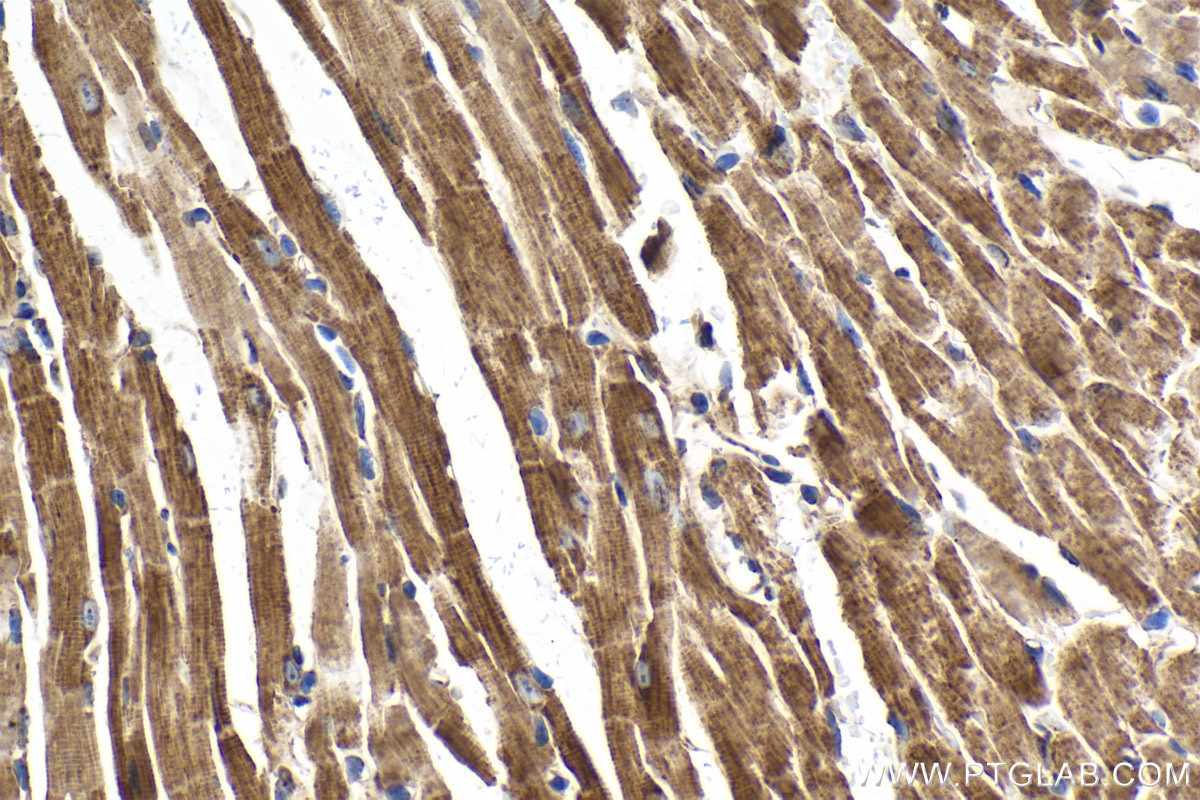 Immunohistochemical analysis of paraffin-embedded mouse heart tissue slide using KHC2051 (WNT10B IHC Kit).