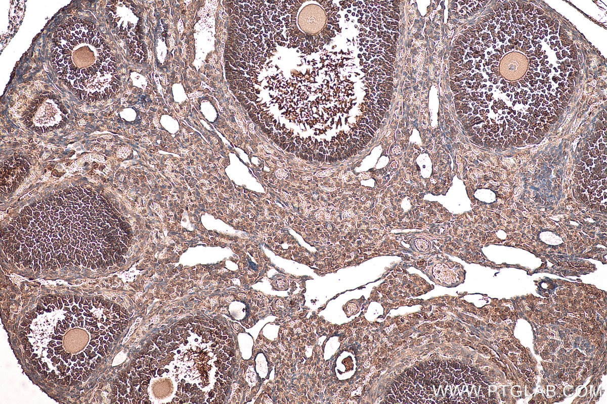 Immunohistochemical analysis of paraffin-embedded mouse ovary tissue slide using KHC0651 (WWOX IHC Kit).