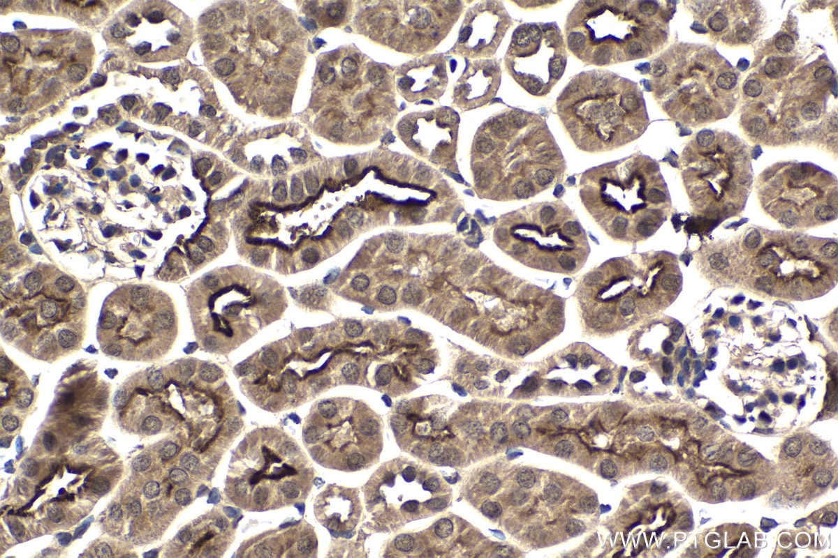 Immunohistochemical analysis of paraffin-embedded mouse kidney tissue slide using KHC1920 (WWP1 IHC Kit).
