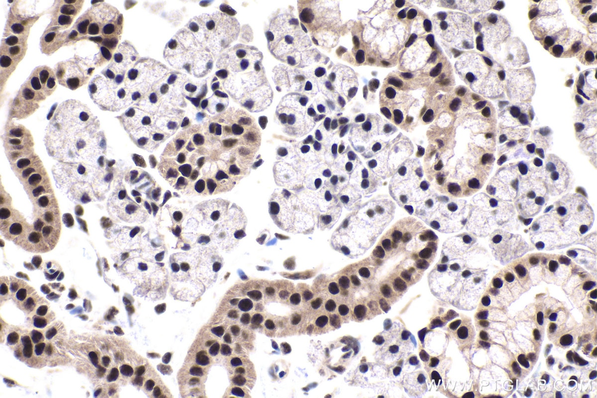 Immunohistochemical analysis of paraffin-embedded rat salivary gland tissue slide using KHC1947 (XAB2 IHC Kit).