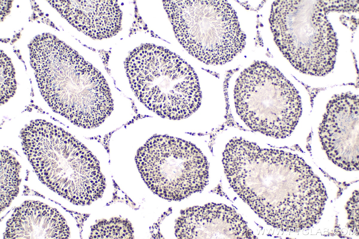Immunohistochemical analysis of paraffin-embedded rat testis tissue slide using KHC1947 (XAB2 IHC Kit).