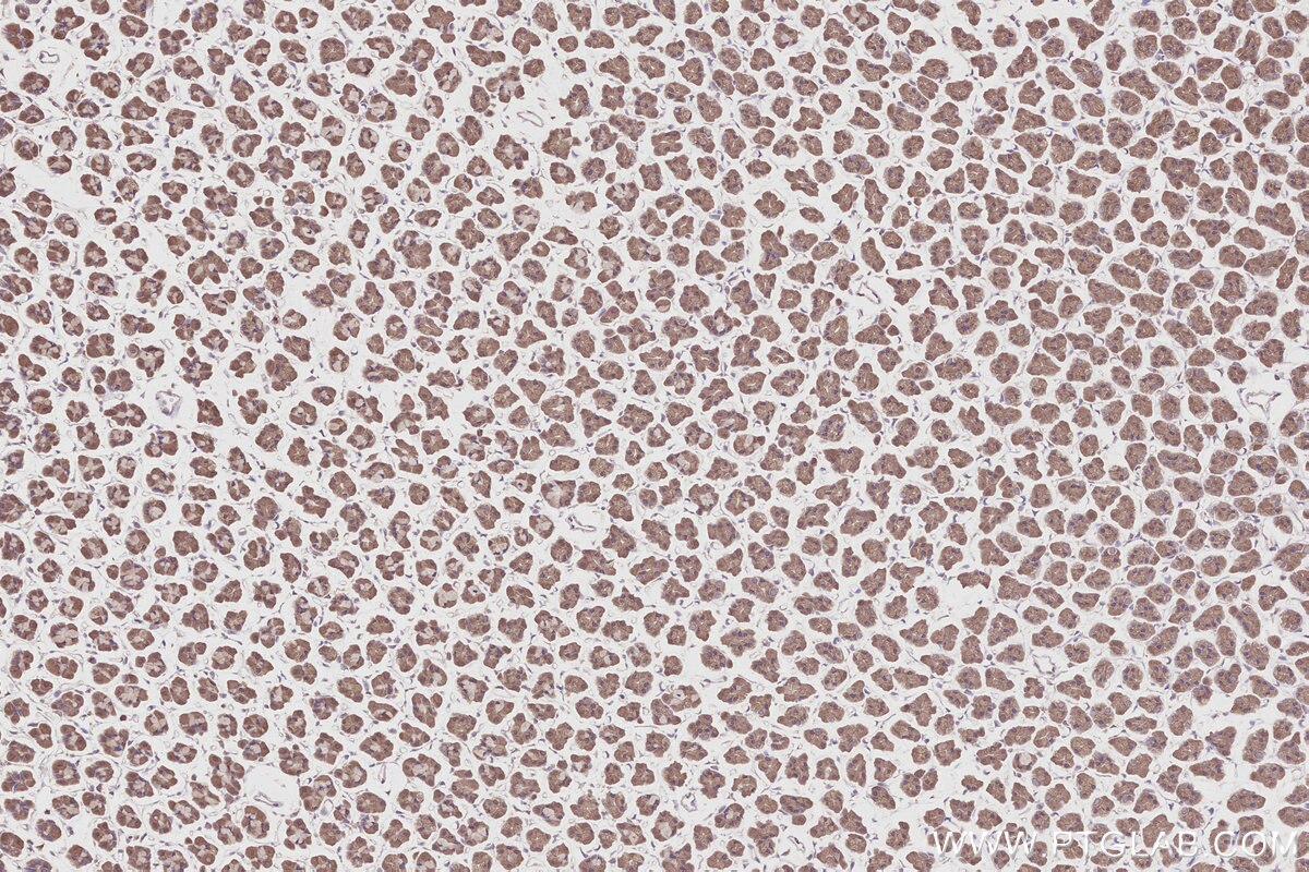 Immunohistochemical analysis of paraffin-embedded rat stomach tissue slide using KHC2822 (XPO6 IHC Kit).
