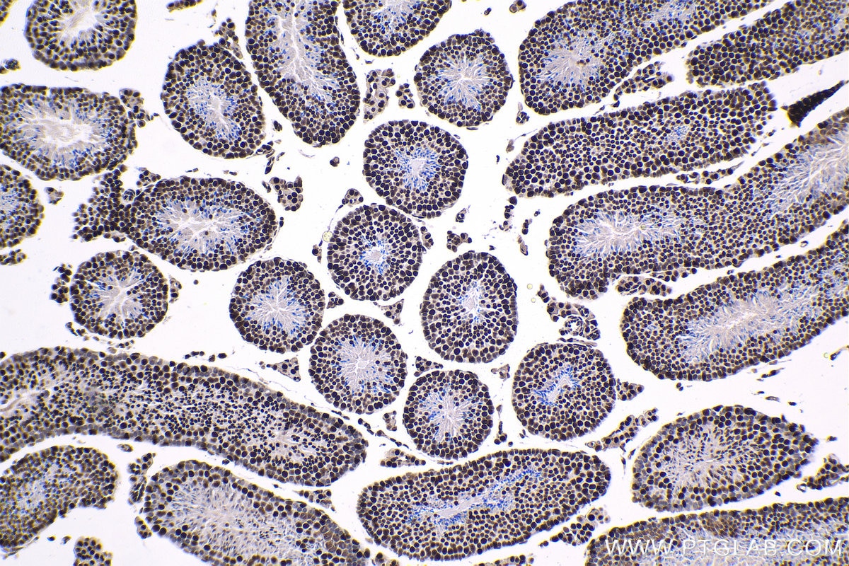 Immunohistochemical analysis of paraffin-embedded mouse testis tissue slide using KHC1381 (XRN2 IHC Kit).
