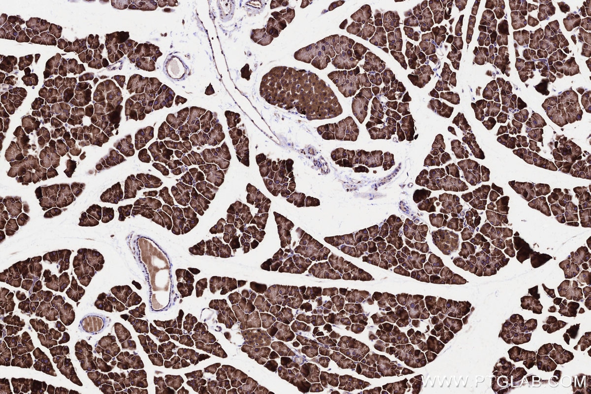 Immunohistochemical analysis of paraffin-embedded mouse pancreas tissue slide using KHC3228 (YARS IHC Kit). Immunohistochemical analysis of paraffin-embedded mouse pancreas tissue slide using KHC3228 (YARS IHC Kit).