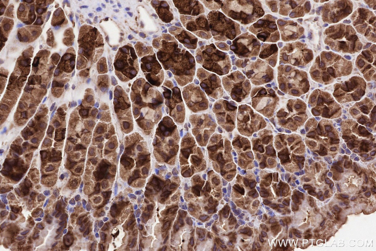 Immunohistochemical analysis of paraffin-embedded mouse stomach tissue slide using KHC3228 (YARS IHC Kit). Immunohistochemical analysis of paraffin-embedded mouse stomach tissue slide using KHC3228 (YARS IHC Kit).