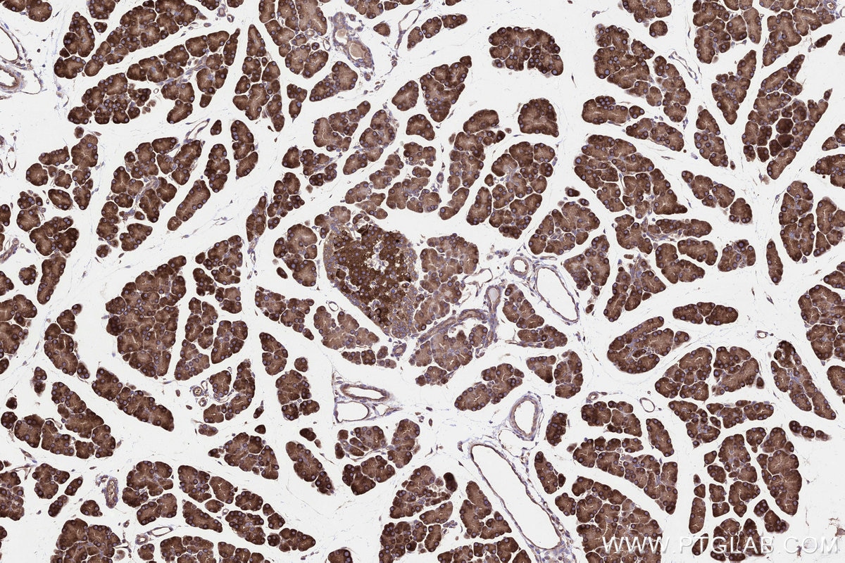Immunohistochemical analysis of paraffin-embedded rat pancreas tissue slide using KHC3228 (YARS IHC Kit). Immunohistochemical analysis of paraffin-embedded rat pancreas tissue slide using KHC3228 (YARS IHC Kit).