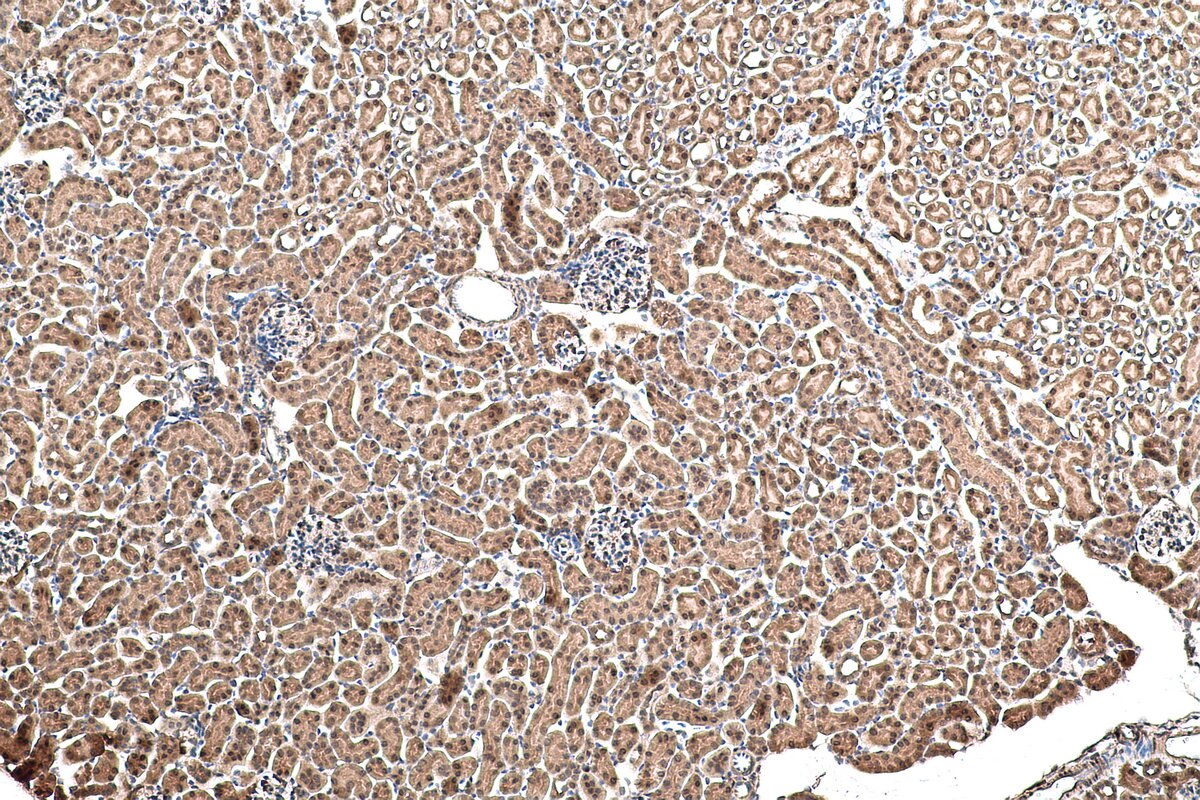 Immunohistochemical analysis of paraffin-embedded mouse kidney tissue slide using KHC1012 (YPEL5 IHC Kit).