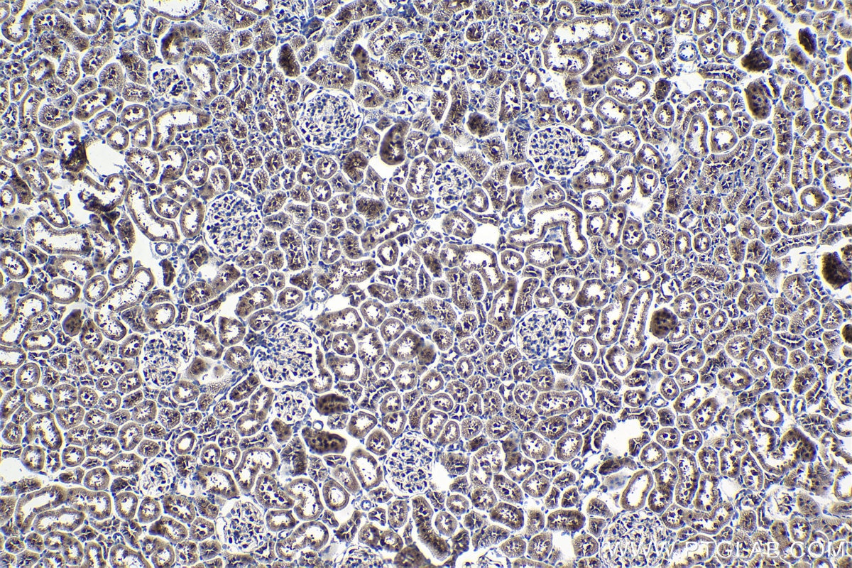 Immunohistochemical analysis of paraffin-embedded rat kidney tissue slide using KHC1012 (YPEL5 IHC Kit).