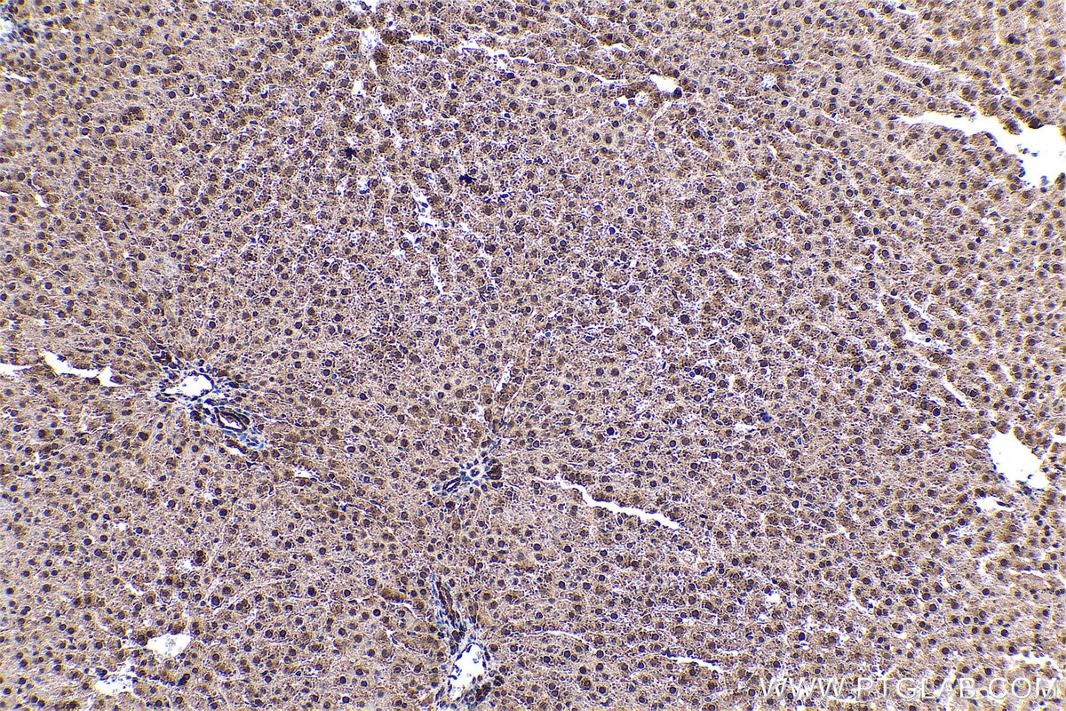 Immunohistochemical analysis of paraffin-embedded rat liver tissue slide using KHC0558 (YWHAE IHC Kit).