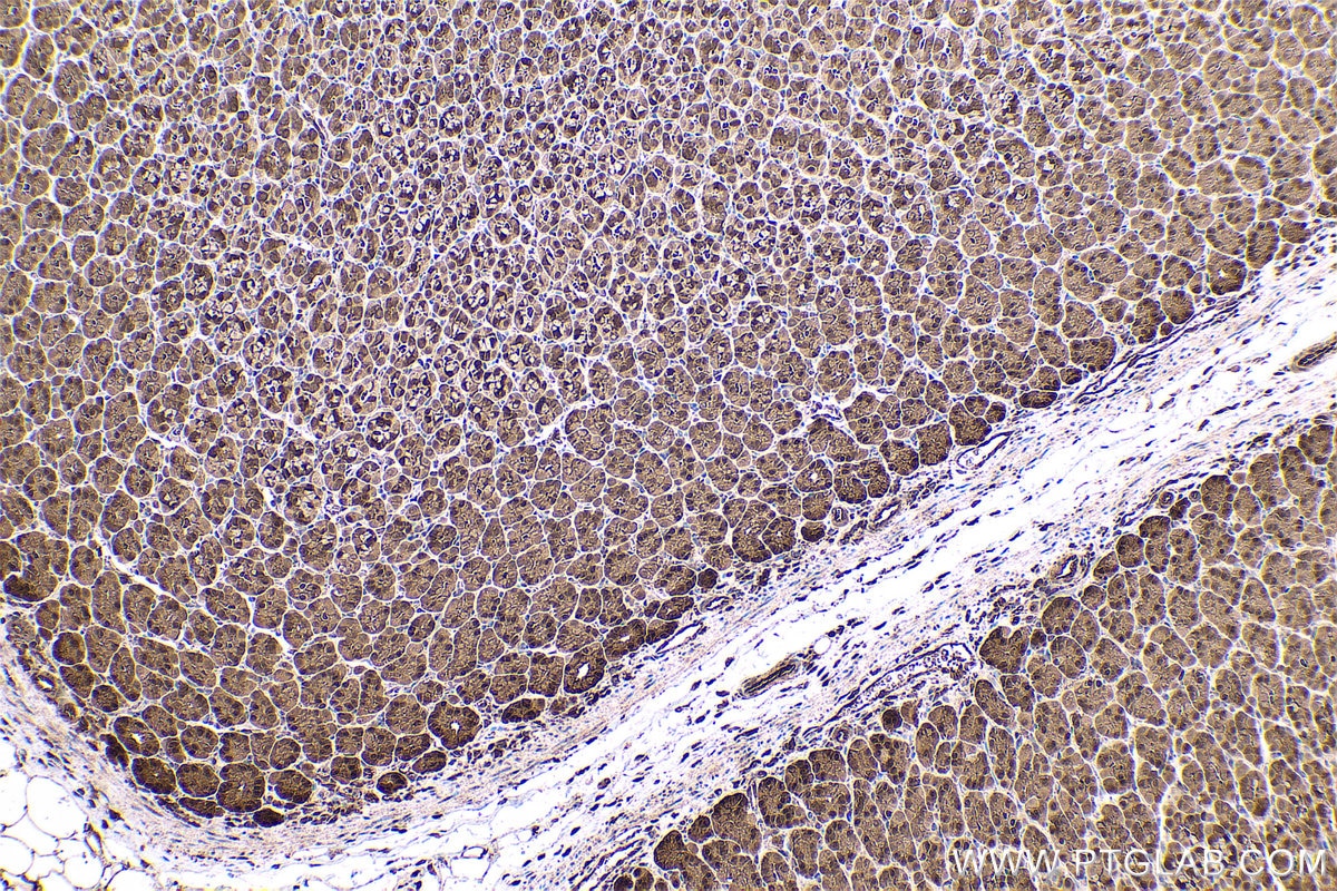 Immunohistochemical analysis of paraffin-embedded rat stomach tissue slide using KHC0558 (YWHAE IHC Kit).