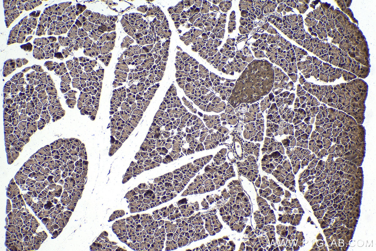 Immunohistochemical analysis of paraffin-embedded mouse pancreas tissue slide using KHC1805 (ZBTB33 IHC Kit).
