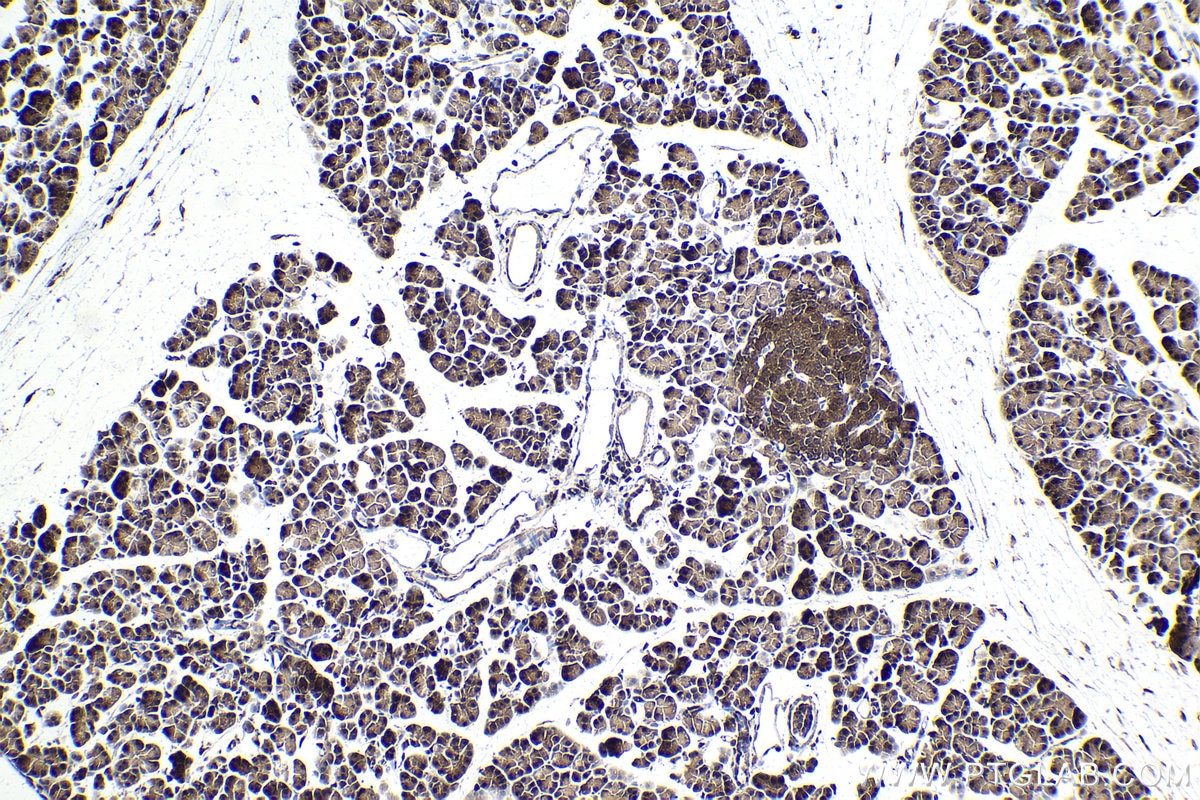 Immunohistochemical analysis of paraffin-embedded rat pancreas tissue slide using KHC1805 (ZBTB33 IHC Kit).