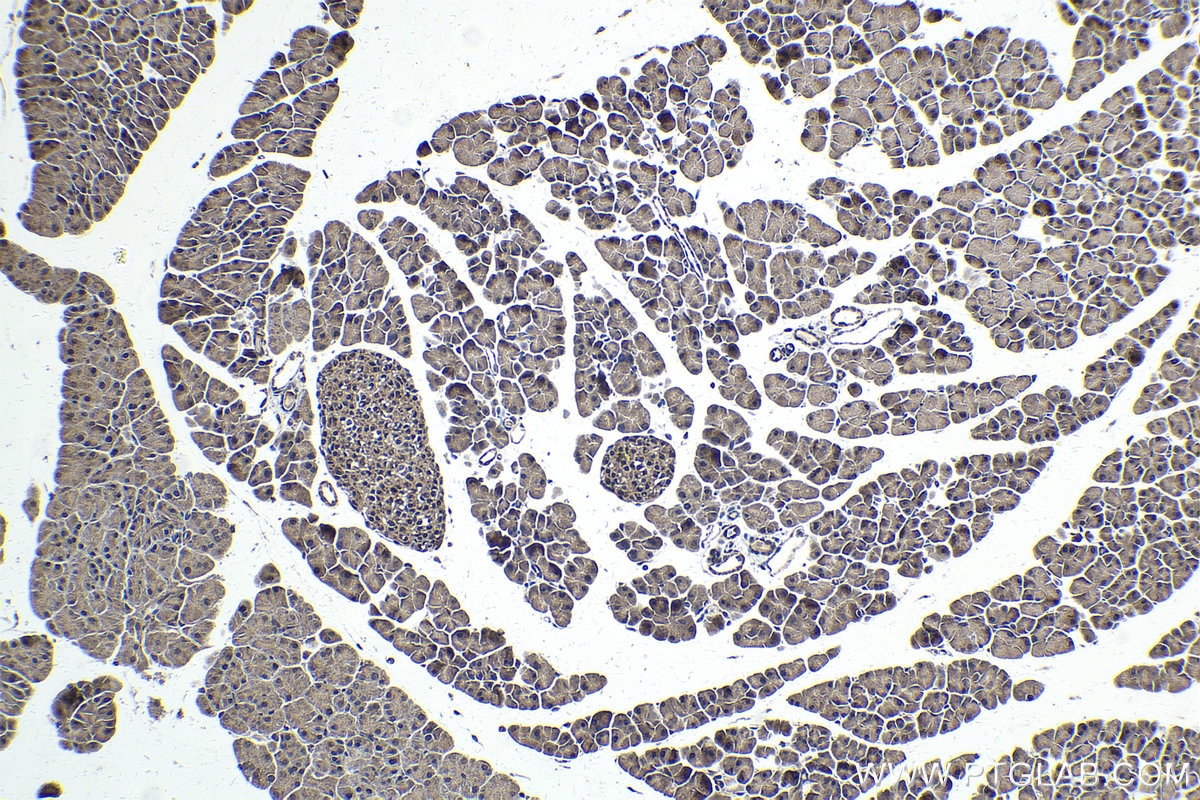 Immunohistochemical analysis of paraffin-embedded mouse pancreas tissue slide using KHC1794 (ZBTB49 IHC Kit).