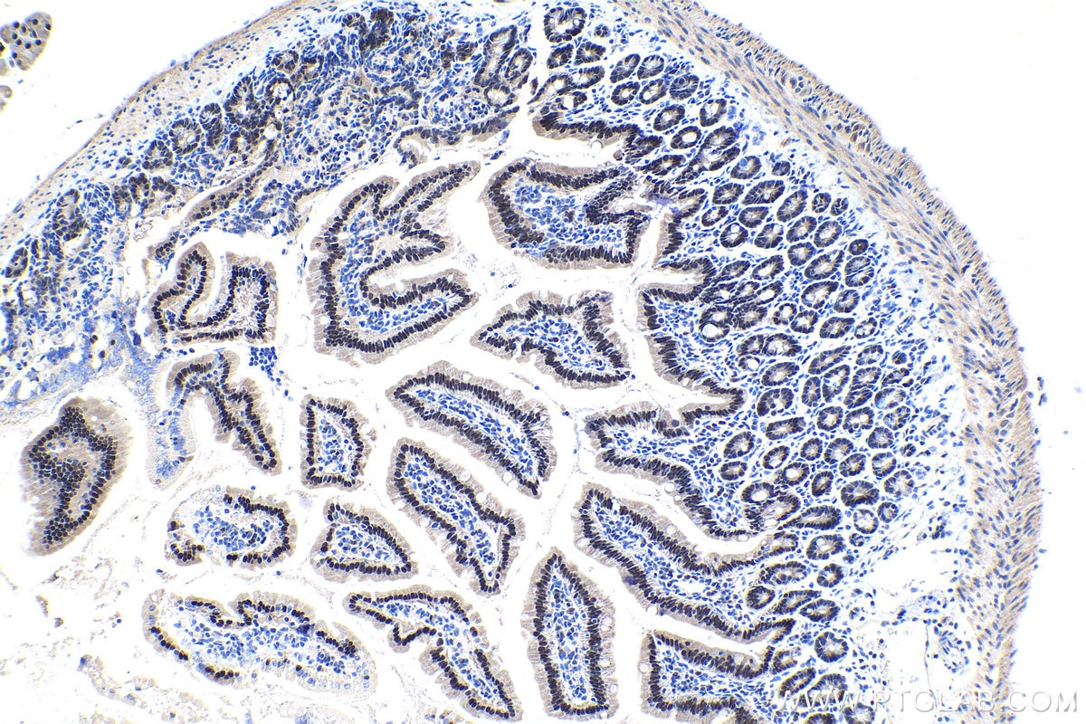 Immunohistochemical analysis of paraffin-embedded mouse small intestine tissue slide using KHC1435 (ZBTB7B IHC Kit).