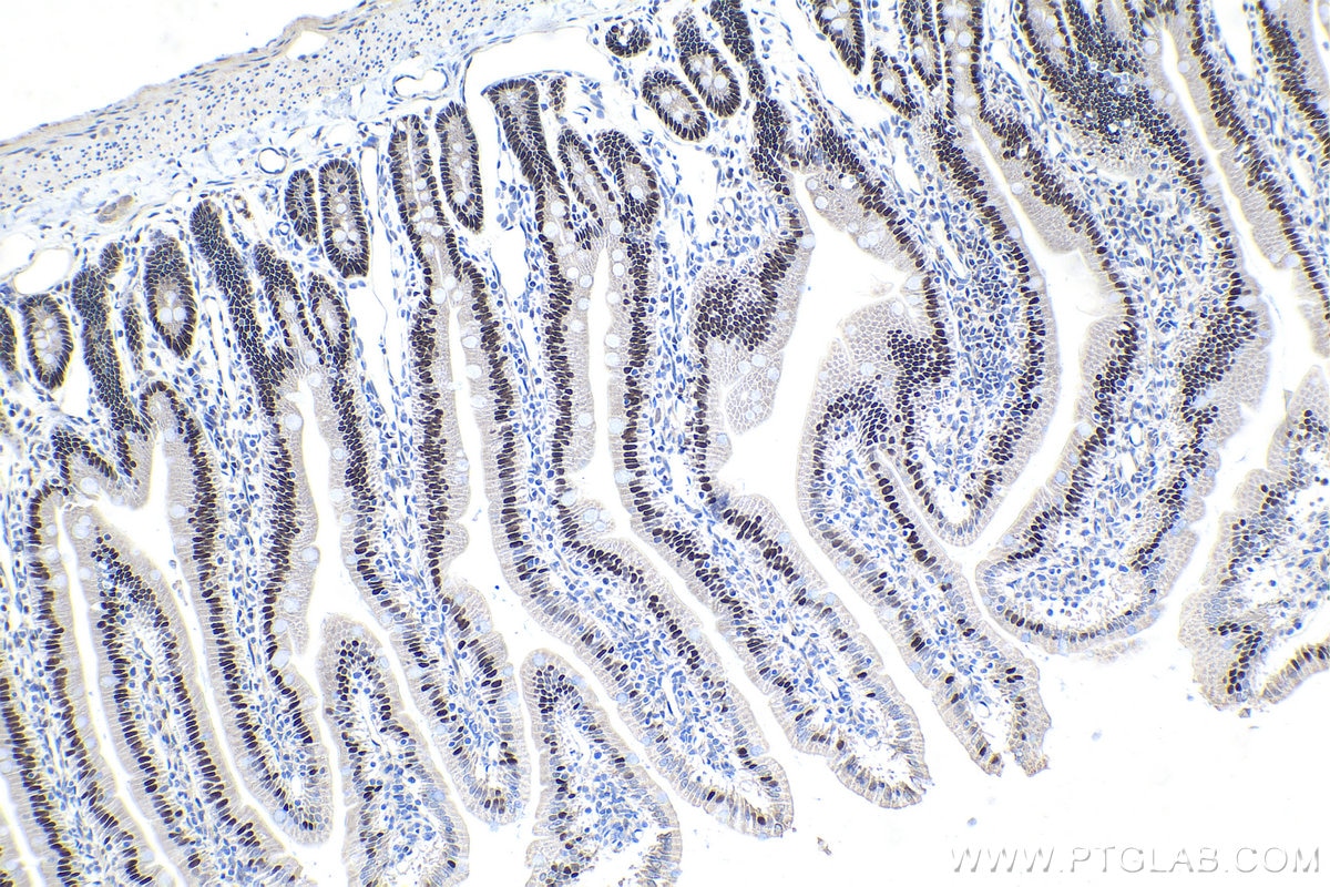 Immunohistochemical analysis of paraffin-embedded rat small intestine tissue slide using KHC1435 (ZBTB7B IHC Kit).