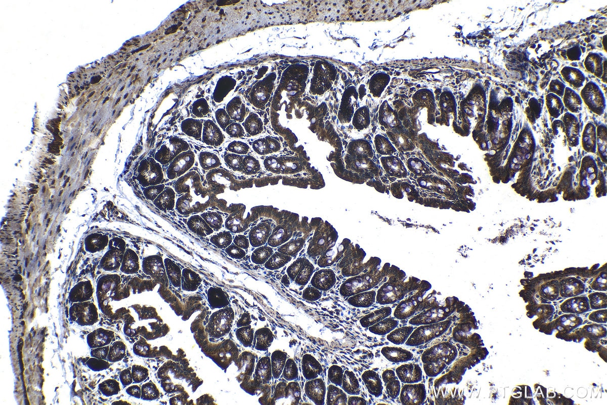 Immunohistochemical analysis of paraffin-embedded mouse colon tissue slide using KHC1232 (ZC3H15 IHC Kit).