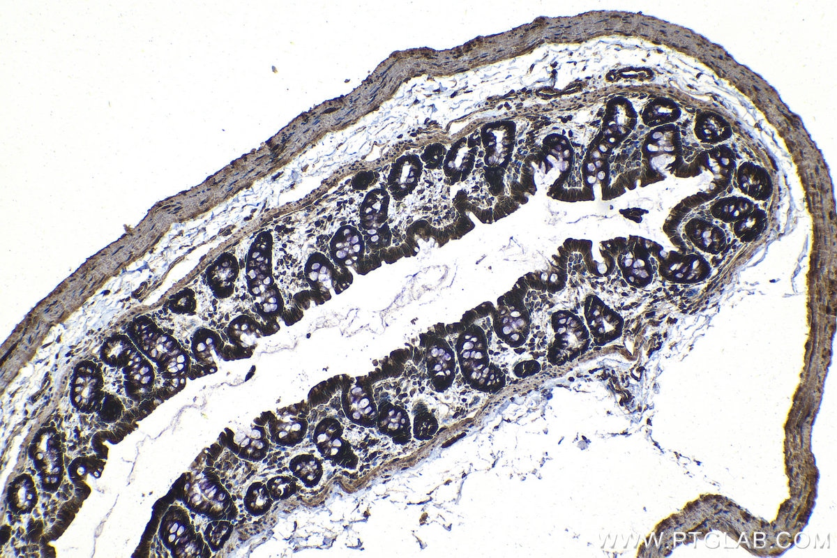 Immunohistochemical analysis of paraffin-embedded rat colon tissue slide using KHC1232 (ZC3H15 IHC Kit).