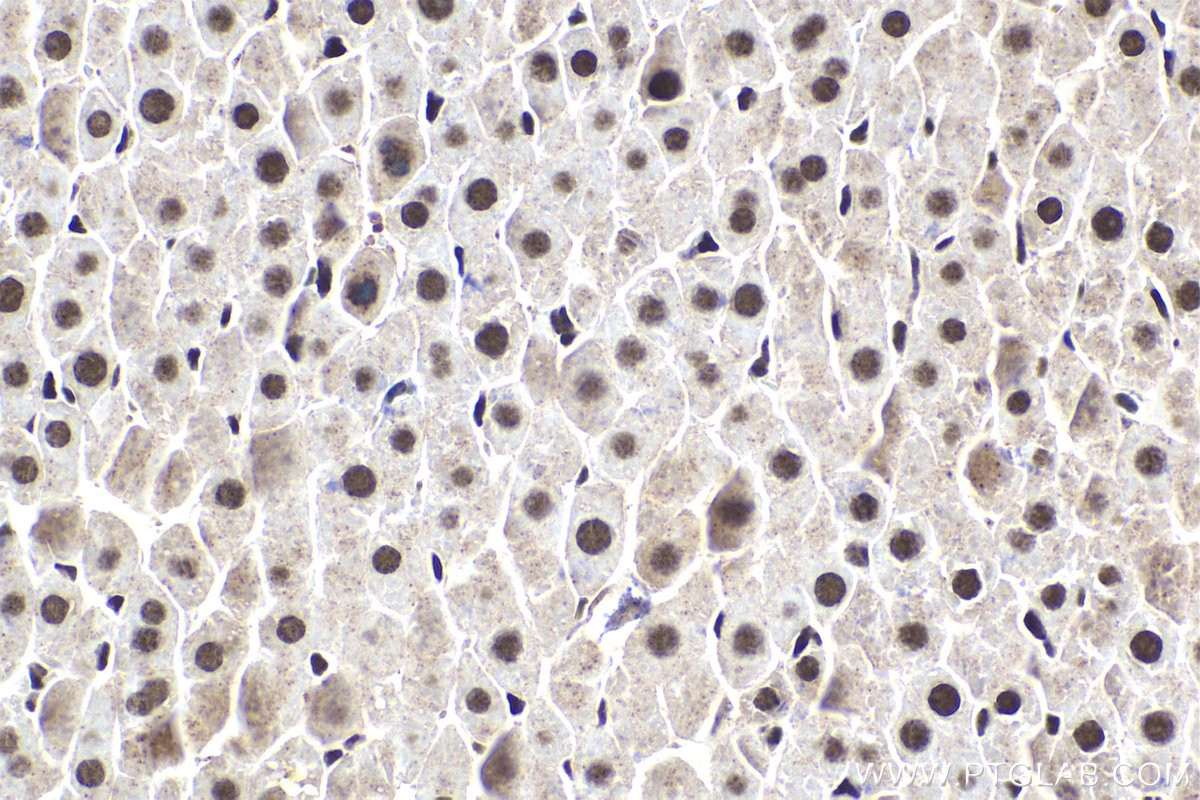 Immunohistochemical analysis of paraffin-embedded rat liver tissue slide using KHC1819 (ZFPM1 IHC Kit).