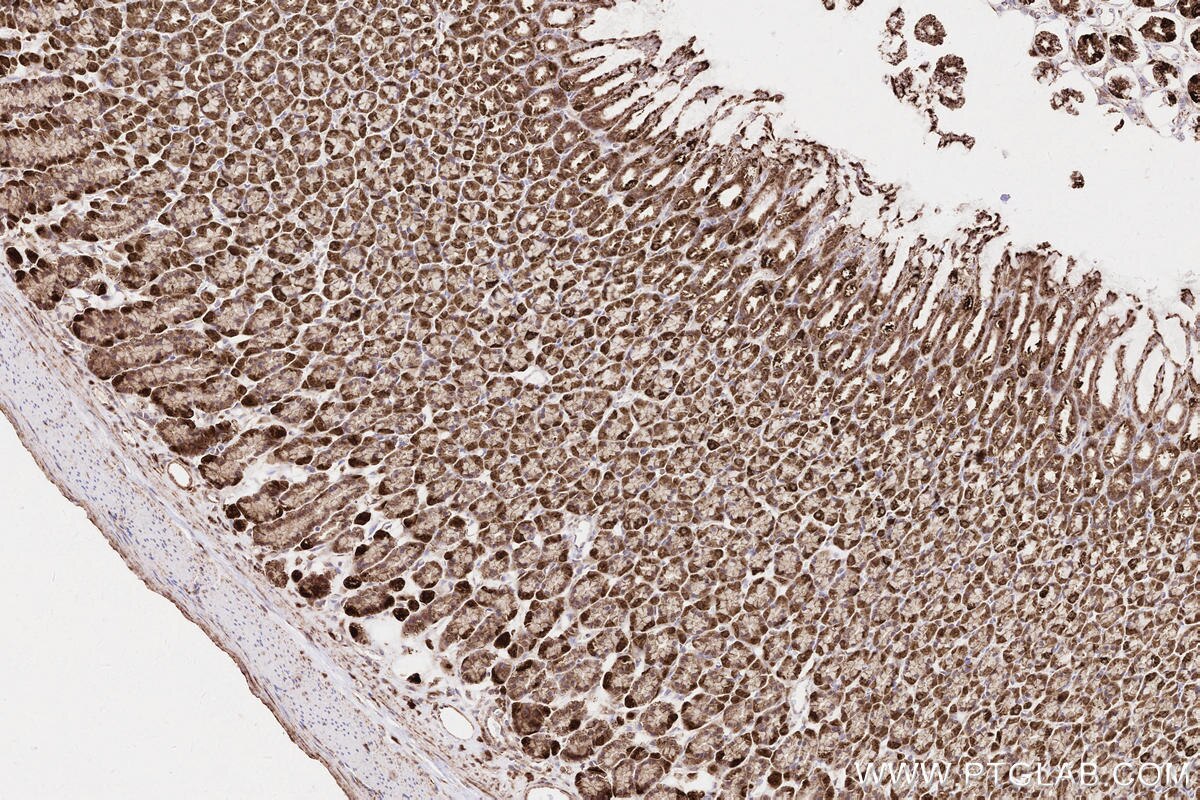 Immunohistochemical analysis of paraffin-embedded rat stomach tissue slide using KHC2572 (ZFYVE26 IHC Kit).