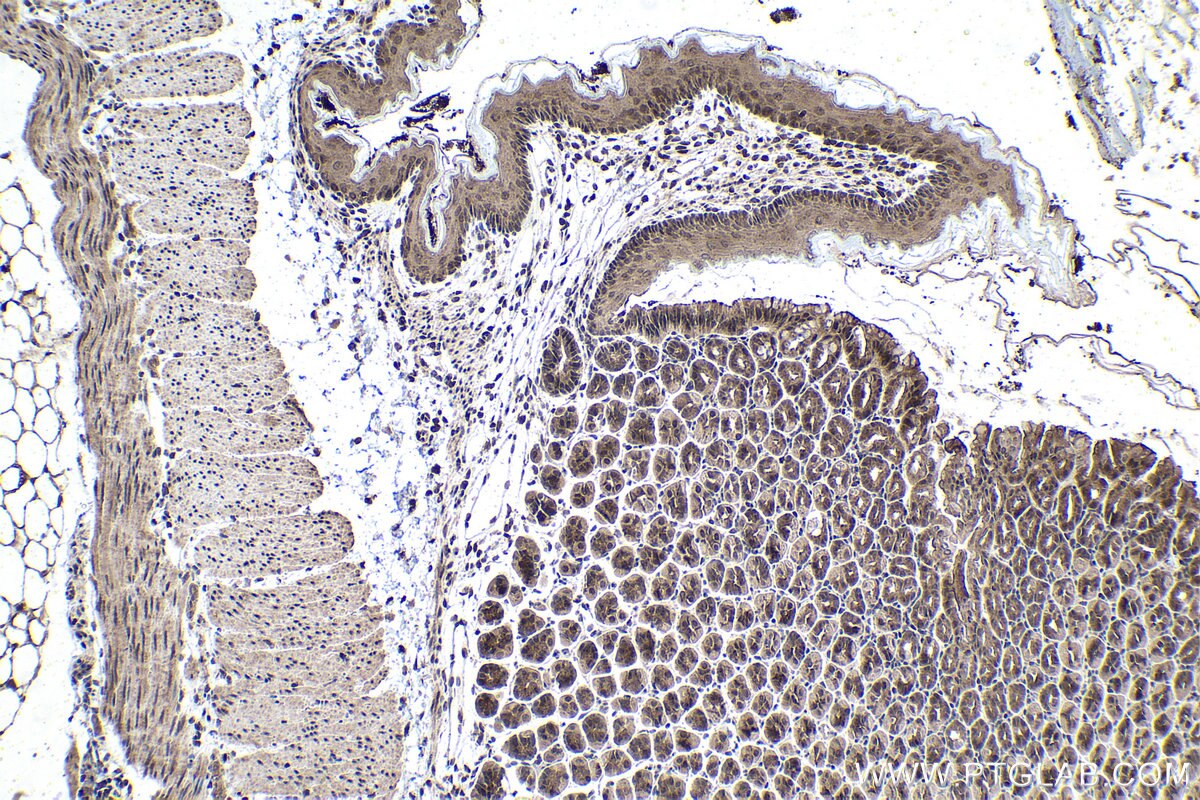 Immunohistochemical analysis of paraffin-embedded mouse stomach tissue slide using KHC1478 (ZMPSTE24 IHC Kit).