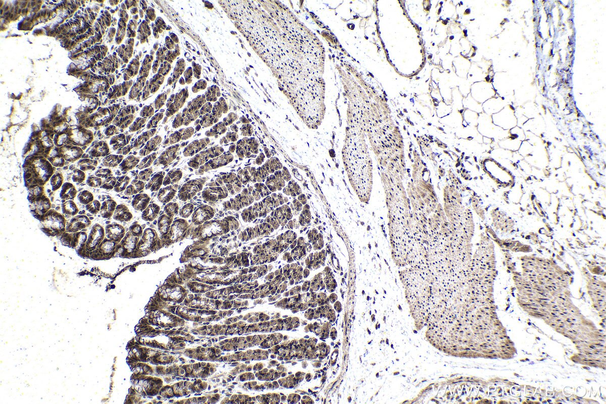 Immunohistochemical analysis of paraffin-embedded rat stomach tissue slide using KHC1478 (ZMPSTE24 IHC Kit).
