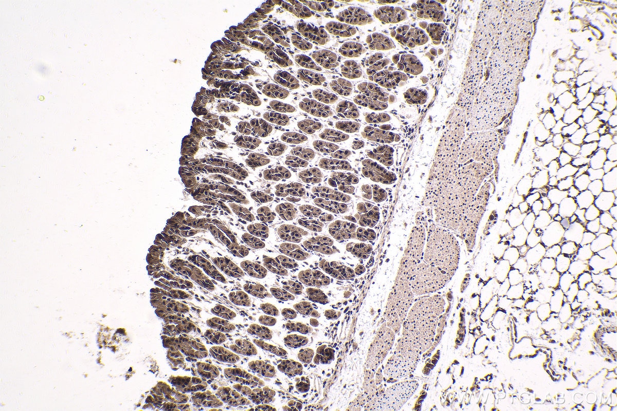 Immunohistochemical analysis of paraffin-embedded mouse stomach tissue slide using KHC1787 (ZNF746 IHC Kit).