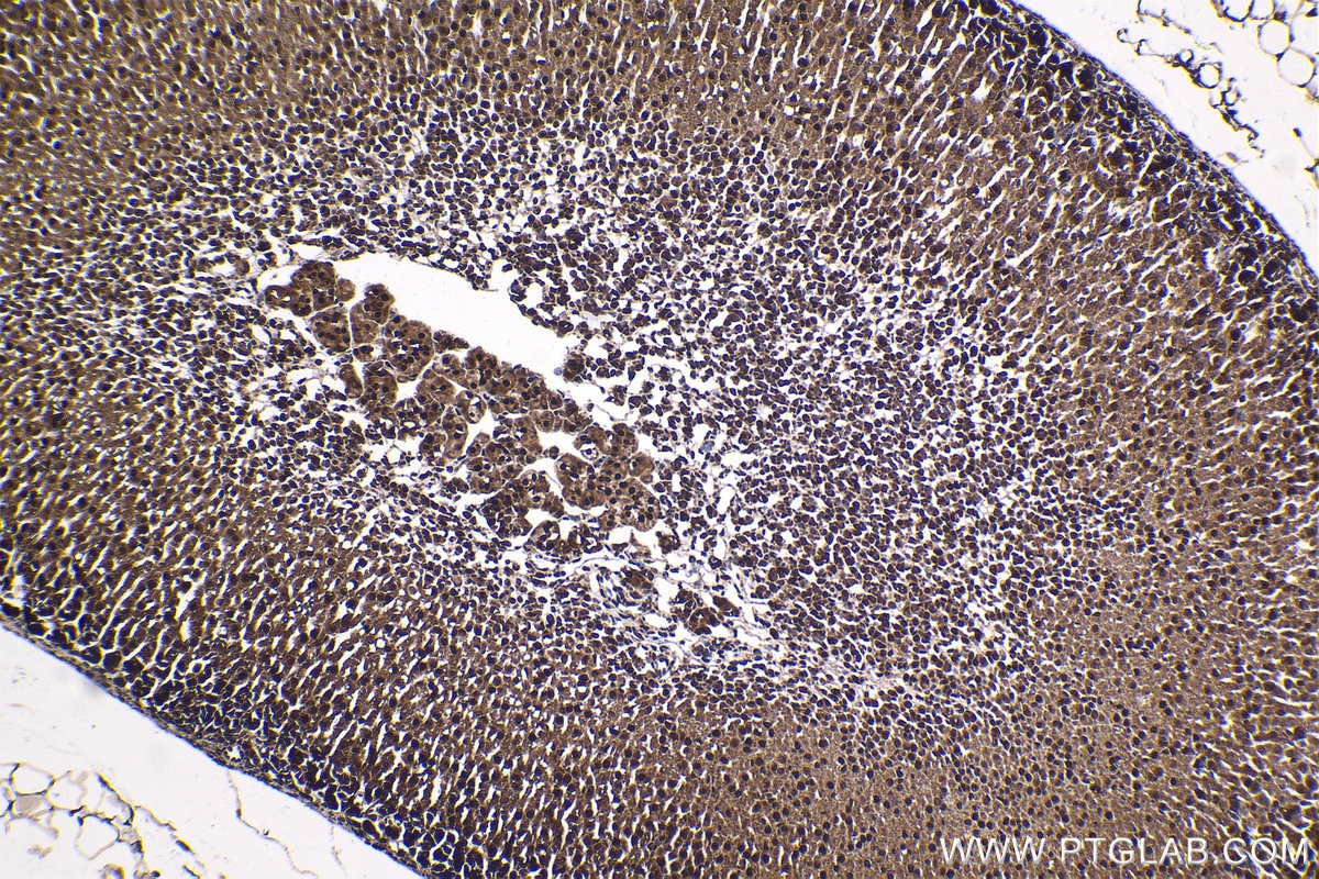 Immunohistochemical analysis of paraffin-embedded mouse adrenal gland tissue slide using KHC1787 (ZNF746 IHC Kit).