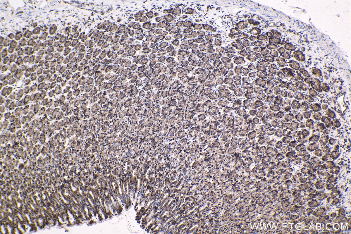 Immunohistochemical analysis of paraffin-embedded rat stomach tissue slide using KHC1787 (ZNF746 IHC Kit).
